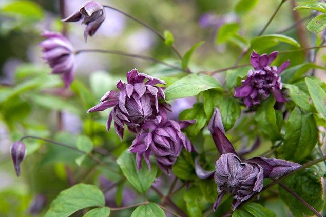 Clematis viticella Mary Rose