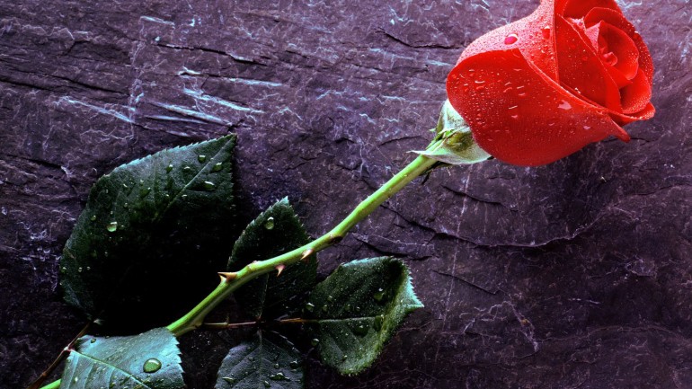 Acel trandafir roşu
