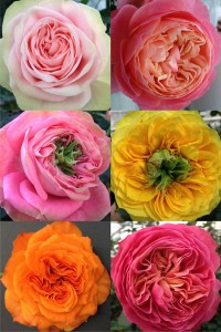 Viking-Roses-spectacular-flower-shapes-and-colors 